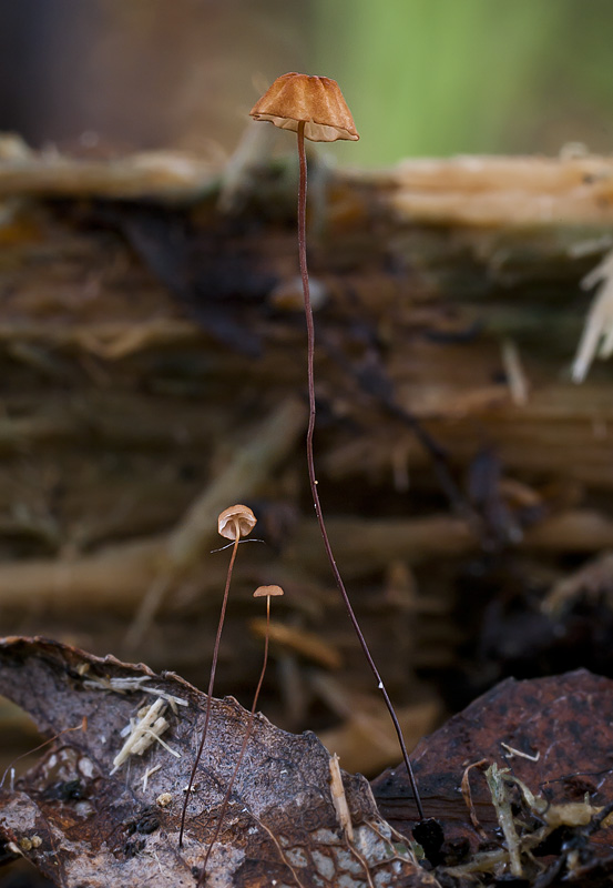 Marasmius minutus